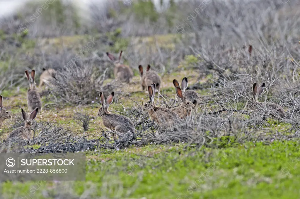 Group of Black-Tailed jackrabbits (Lepus californicus) in a forest