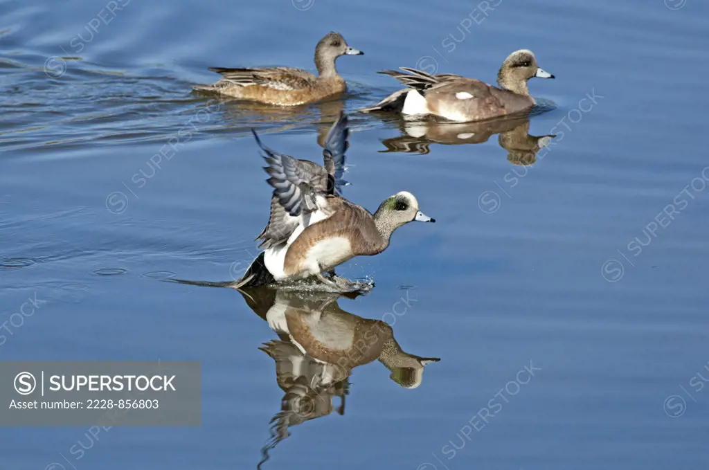 Three American Wigeons (Anas americana) in a pond