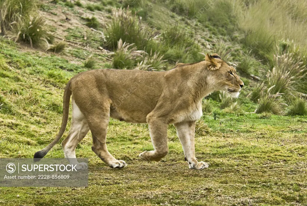Female lion (Panthera leo) walking in a forest