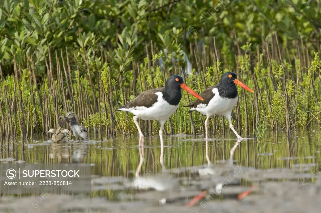 Two American Oystercatcher (Haematopus palliatus) wading in a pond