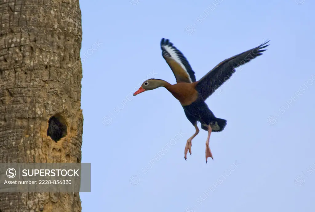Black Bellied Whistling Duck (Dendrocygna autumnalis) flying to nest, Texas, USA