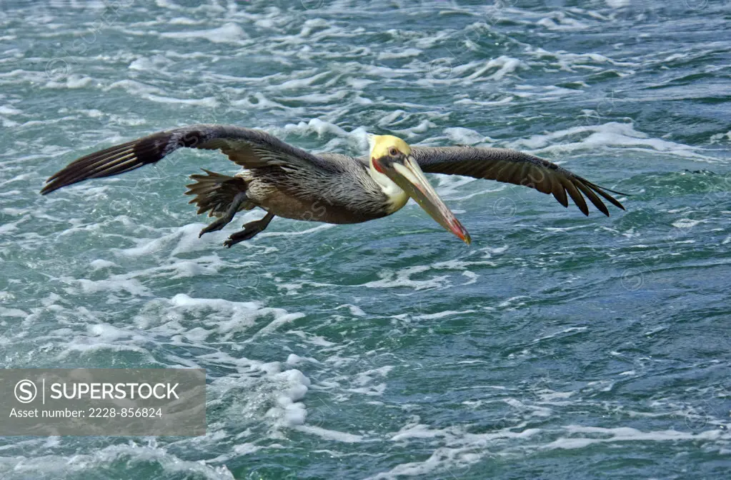 Eastern Brown Pelican (Pelicanus occidentalis) flying