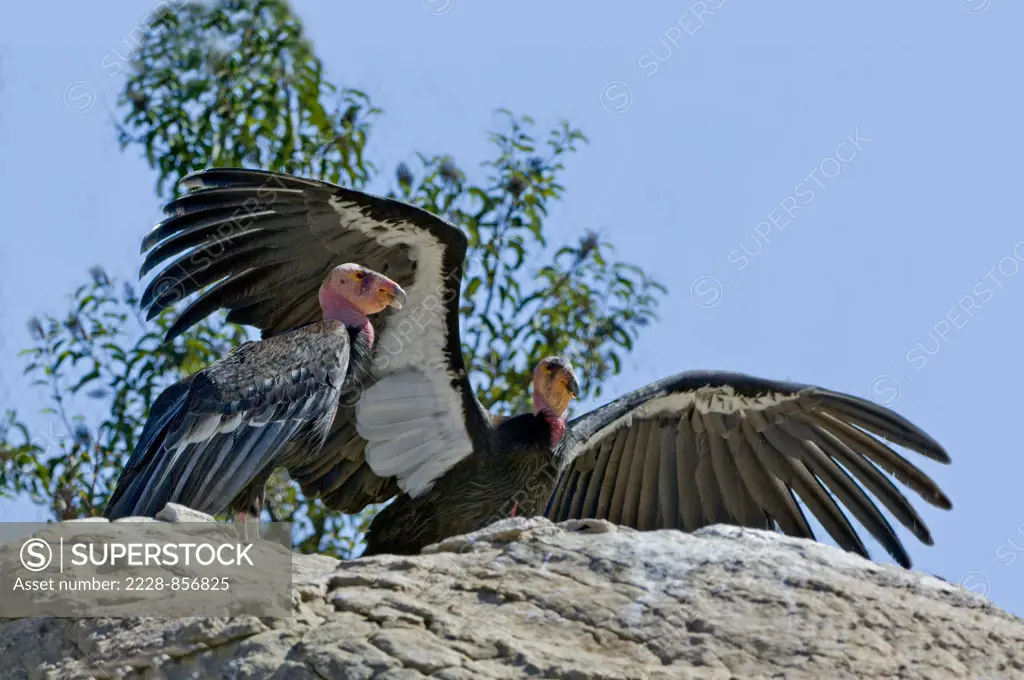 Low angle view of two California Condor (Gymnogyps californianus)