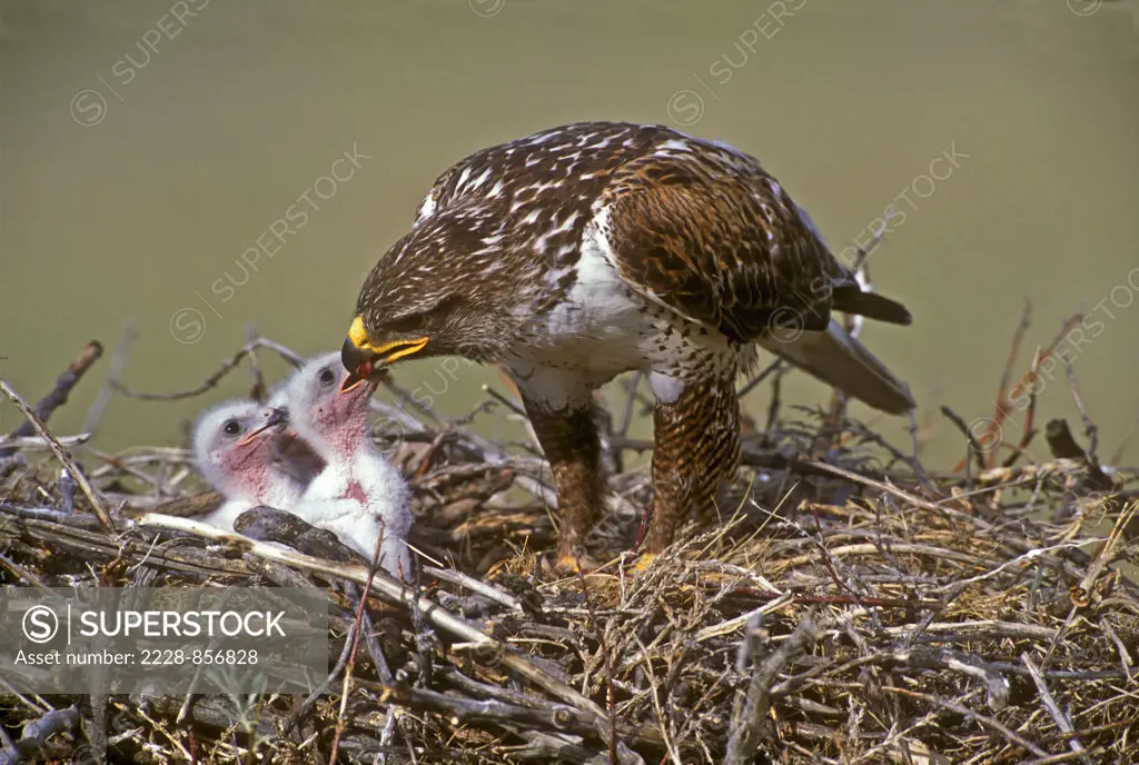 Close-up of a Ferruginous Hawk (Buteo regalis) with its young in a nest