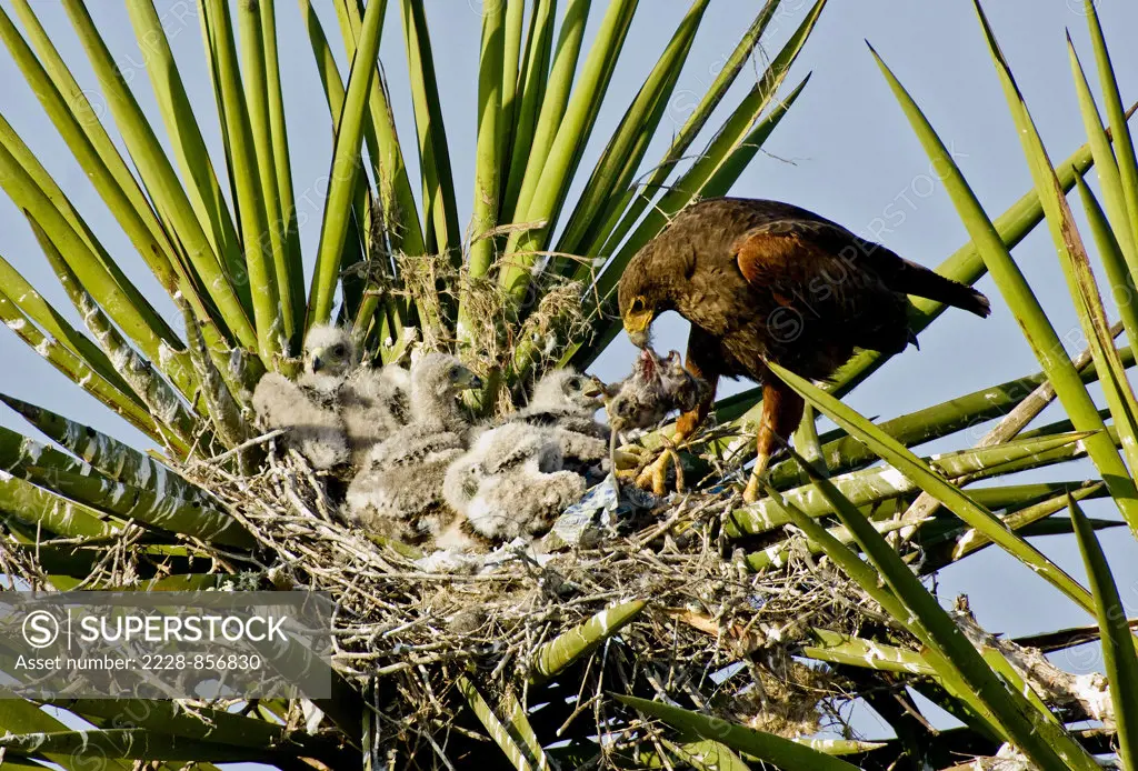 Harris Hawk (Parabuteo unicinctus) with its young in a nest
