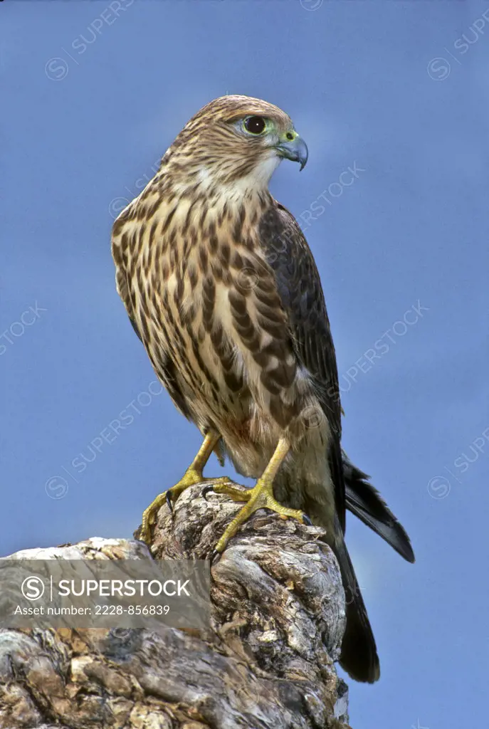Low angle view of a Merlin (Falco columbarius) perching