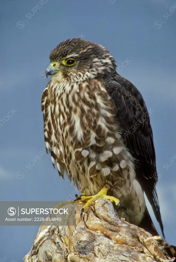 Low angle view of a Merlin (Falco columbarius) perching