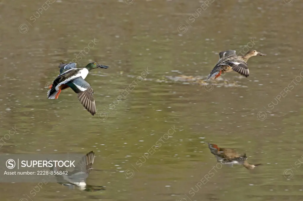 Four Northern Shovelers (Anas clypeata) taking off from a pond