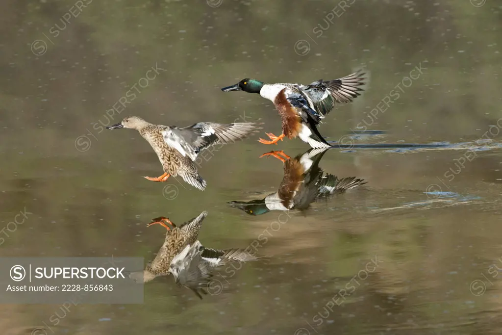 Four Northern Shovelers (Anas clypeata) taking off from a pond