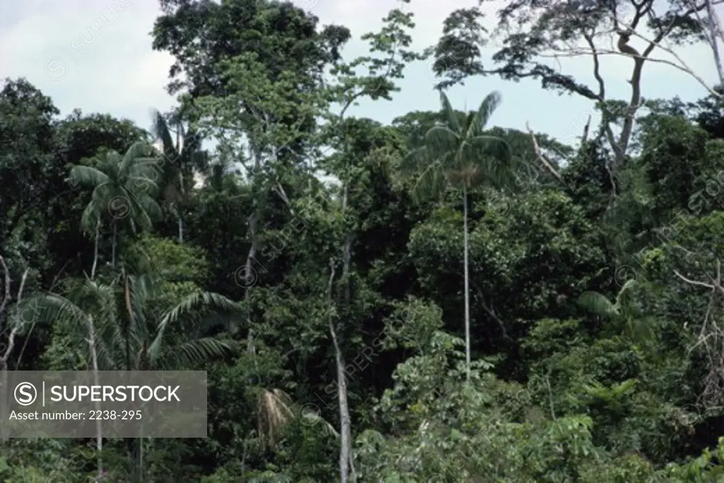 Tropical Rain Forest Acre Brazil