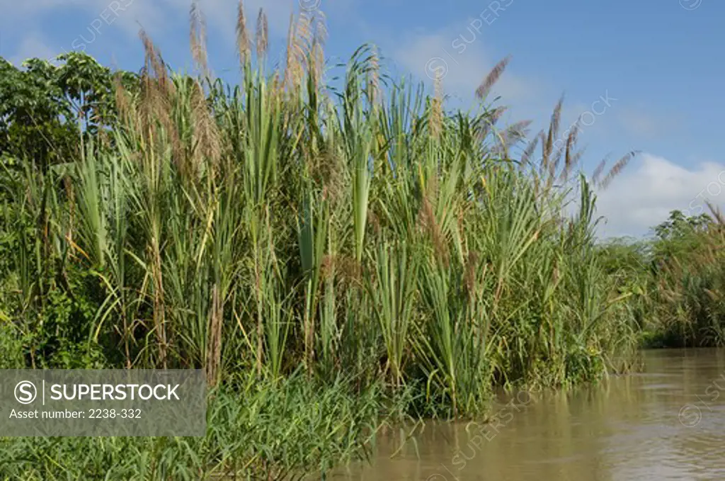Reed at the riverbank, Loreto Region, Peru
