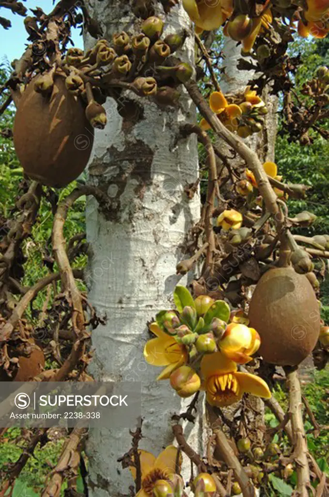 Sachamangua (Grias peruviana) tree with fruits and flowers, Rio Itaya, Loreto Region, Peru