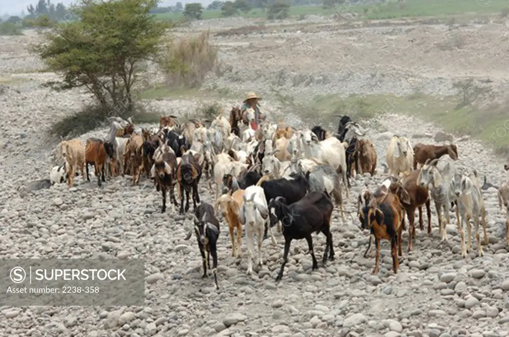 Shepherd herding goats on the dried up riverbed, Rio Mata Gente, Chincha, Peru
