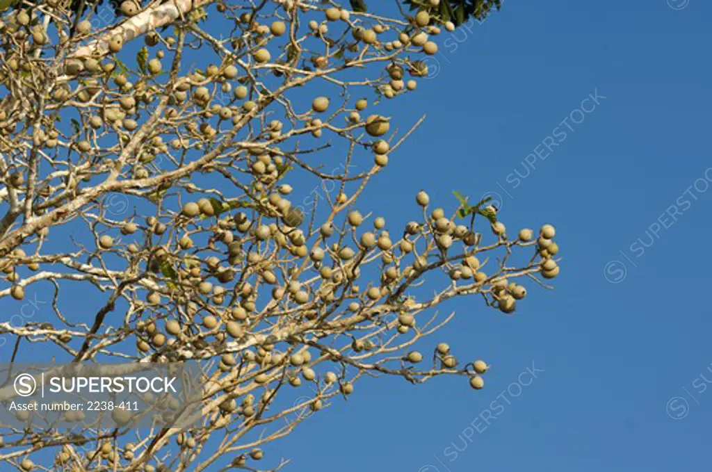 Low angle view of a Genipap tree, San Martin de Tipishca, Rio Samiria, Loreto Region, Peru