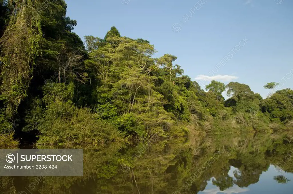 Reflection of trees in a river, Cano Supay, Jenaro Herrera District, Loreto Region, Peru