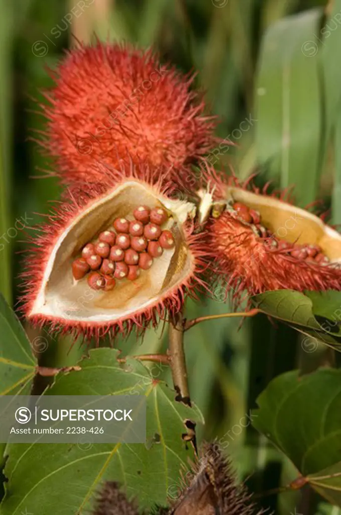 Close-up of Annatto (Bixa orellana) fruits, Amazonas, Brazil
