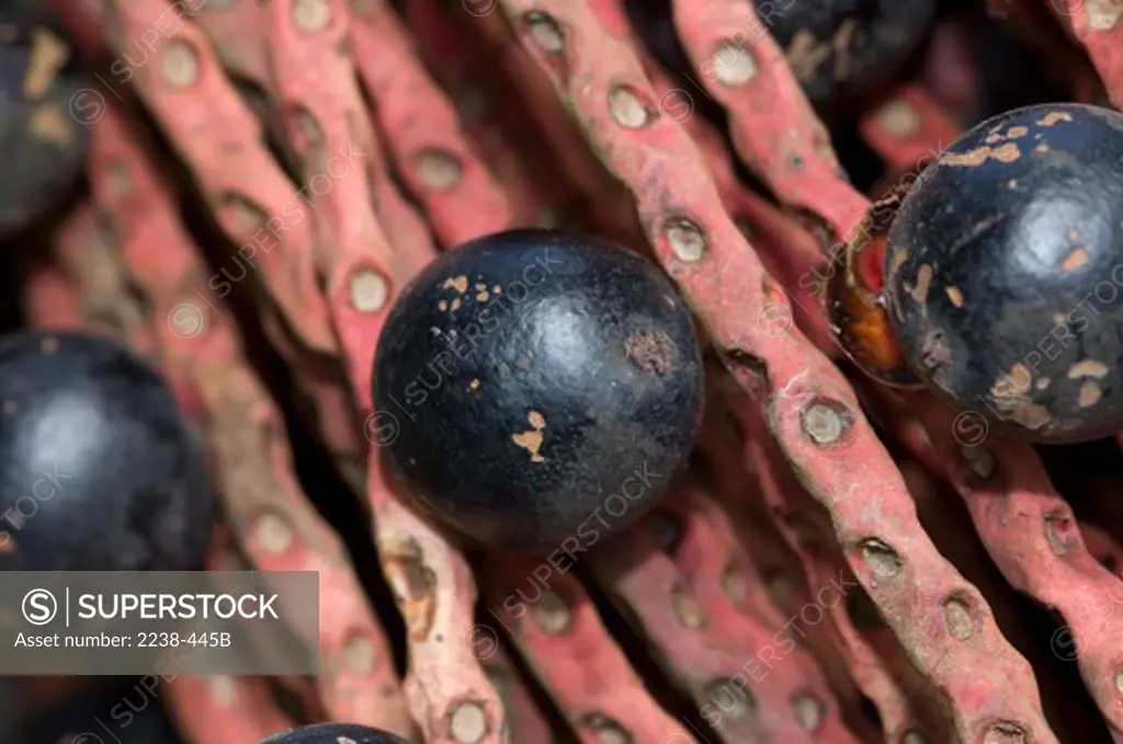 Close-up of Sinamillo raceme with fruits, Bretana, Loreto Region, Peru