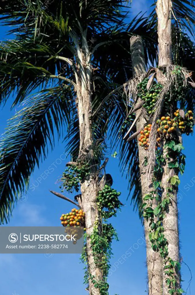 Low angle view of Peach palm (Bactris gasipaes) trees, Nueva Esperanza, Pacaya-Samiria National Reserve, Loreto Region, Peru