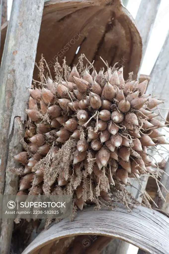 Inaja (Attalea maripa) palm in fruit in pasture. Fazenda Santa Maria da Liberdade, Rio Urubu, Amazonas, Brazil, 10-16-12