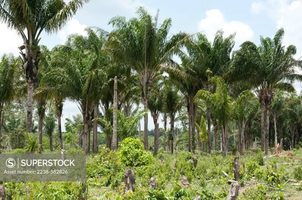 Inaja (Attalea maripa) palm in fruit in pasture invaded by weeds. Fazenda Santa Maria da Liberdade, Rio Urubu, Amazonas, Brazil, 10-16-12
