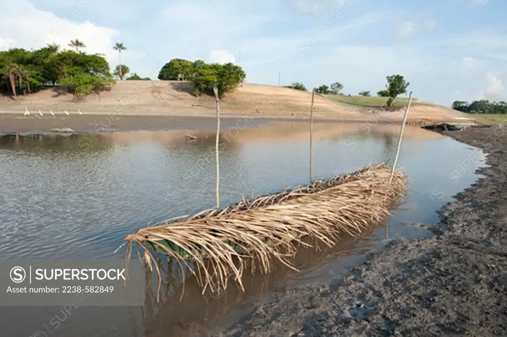 Fronds of Inaja (Attalea maripa) palm covering a canoe to protect it from the sun. Lake shore with receding water level during the dry season. Santo Antonio do Canacari, Lago Canacari, near Itacoatiara, Amazonas, Brazil, 10-19-12