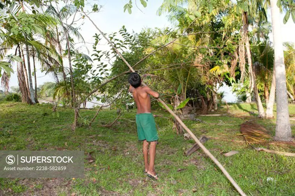 Knocking down guava (Psidium guajava) fruits. Franco, 10 years, is tugging on the fruits with a pole (gancho) in his home garden on an Amazonian Dark Earth (ADE) on an upland bluff overlooking the lower Tefe Rive. Home garden of Claudia. Vila Valente (Vila 2), a few km downstream from Tefe, Amazonas, Brazil, 8-15-12