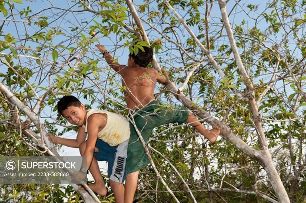Boys climbing a guava (Psidium guajava) tree to gather fruits. Home garden of Marivoni is on an Amazonian Dark Earth (ADE). Vila Valente (Vila 2), lower Tefe River a few km downstream from Tefe, Amazonas, Brazil, 8-15-12
