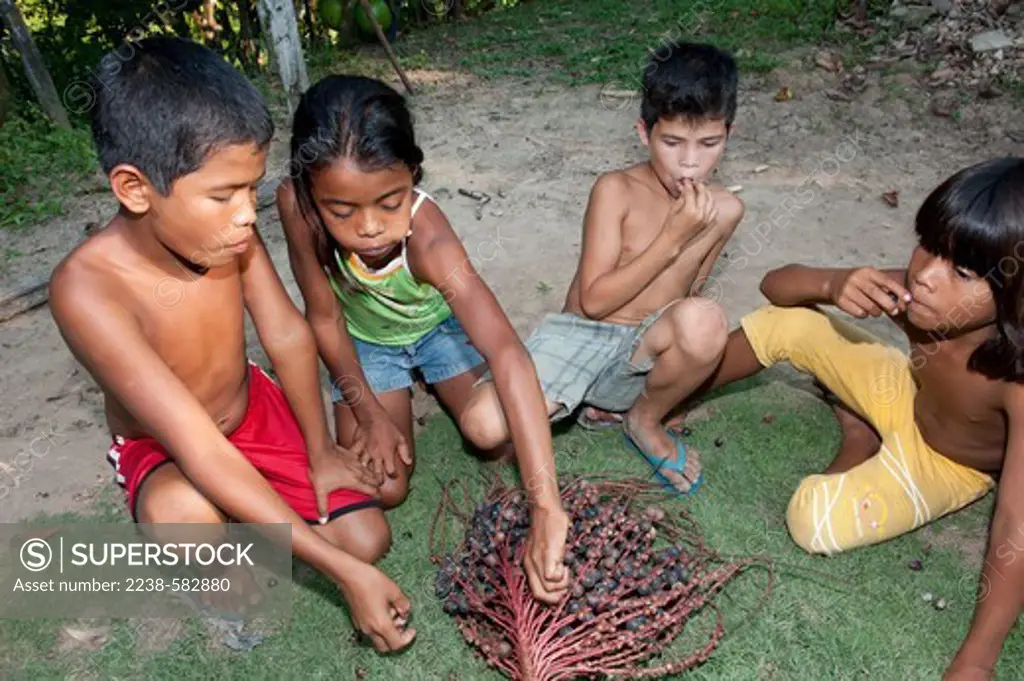 Bacabinha (Oenocarpus minor) fruits, not soaked, snack for Luciano 11 yrs, Jumilia 12 yrs, Savi 9yrs, Sabrina, 10 yrs. Fruits obtained in the home of Robeval. Vila Valente, lower Tefe River, a few km downstream from Tefe, Amazonas, Brazil, 8-21-12