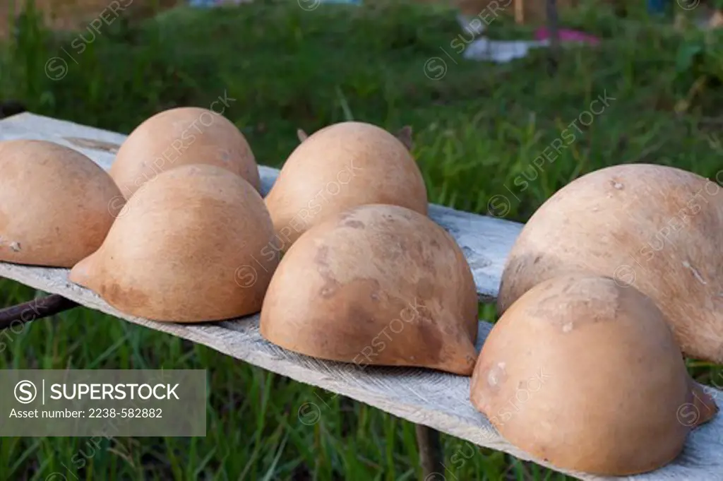 Calabash (Crescentia cujete) grouds drying on a rack in a home garden. Sao Paulo, Rio Tiquie, affluent of the Uaupes, Amazonas, Brazil, 10-30-12