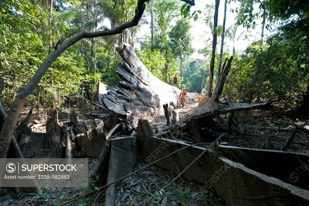 Kapok tree (Ceiba pentandra) cut down in forest. Floodplain of the Solimoes. The loggers came to the community without permission to cut down the tree. However, community members complained to IBAMA in Tefe and the loggers were not allowed to remove the tree. Porto Valente, lower Tefe River, a few km downstream from Tefe, Amazonas, Brazil. 8-22-12