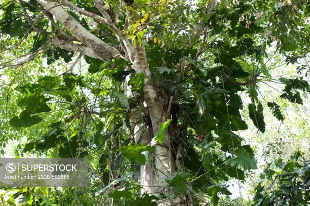 Cipó imbé (Philodendron imbe, Araceae) in tree in floodplain forest. Locals use the hanging roots to make baskets (paneira). Varzea of the Solimoes. Porto Valente, lower Tefe River, a few km downstream from Tefe, Amazonas, Brazil, 8-22-12