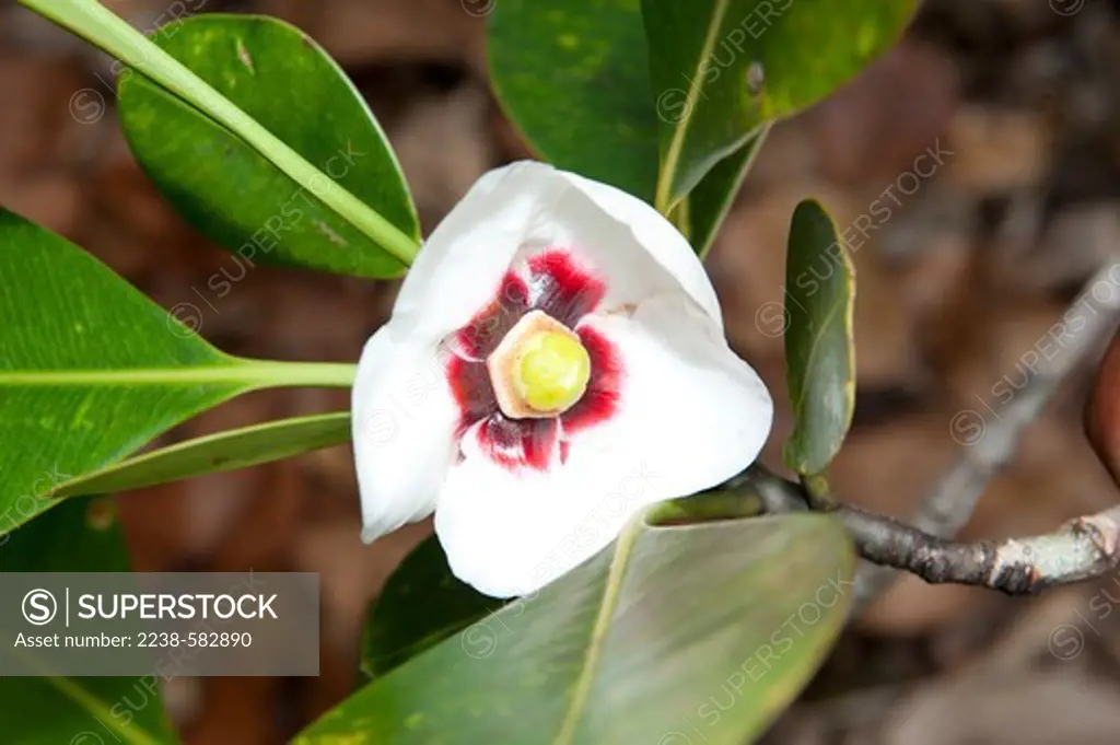 Flower of apui (Clusia grandiflora), the fruit used as fish bait. Called dikada dika in Tuyuka. Abandoned Tuyuka settlement. Sao Pedro Antigo, Rio Tiquie, affluent of the Uaupes, Amazonas, Brazil, 11-1-12