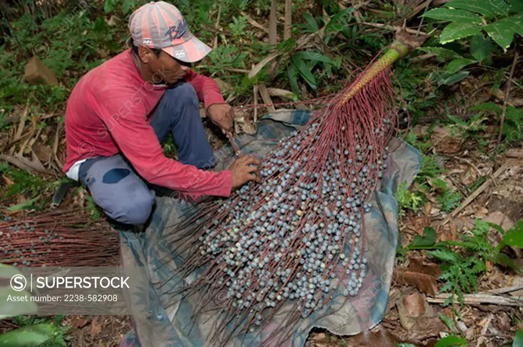 Bacaba (Oenocarpus bacaba) fruit brunch in old secondary forest. Altemir, 30 yrs, is stripping off fruits from a raceme that he has just cut down. He will put the fruits in a polypropylene sack. Itapiranema, Lago de Tefe, Amazonas, Brazil, 8-25-12