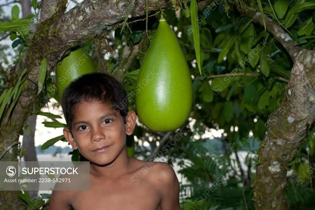 Calabash gourd (Crescentia cujete) in a home garden on a restinga of the floodplain of the Solimoes River. Jorge, 9 yrs. Porto Val, lower Tefe River, a few km downstream from Tefe, Amazonas, Brazil, 8-30-12