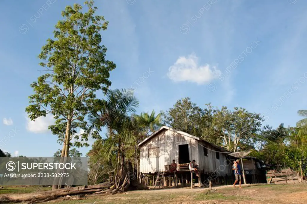 House on stilts and home garden with bacabinha (Oenocarpus minor) which arose from discarded seeds, munguba (Pseudobombax munguba). House of Moises, 66 yrs. Bom Jesus de Bare, Lago Amana, Amazonas, Brazil, 9-2-12