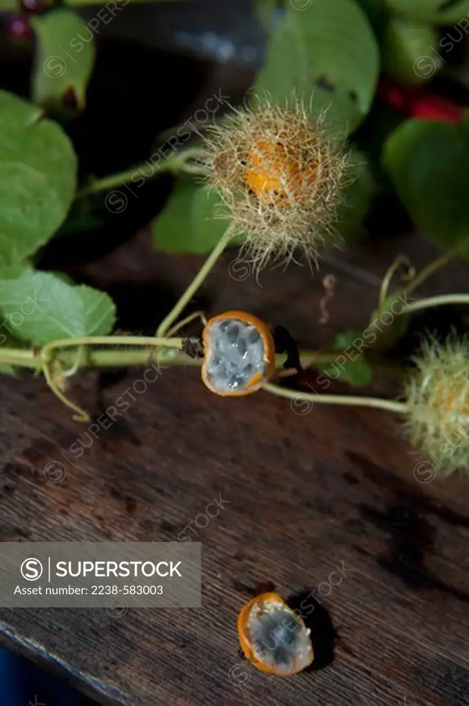 Maracuja da capoeira (Passiflora foetida) with yellow fruit covered with green veiny material. The fruits are 1.5 cm tall, 2 cm wide, yellow when ripe with lots of gray seeds embedded in sweet, slippery pulp. Fruits are eaten locally as a snack. Ubim, Lago Amana, Amazonas, Brazil, 9-18-12
