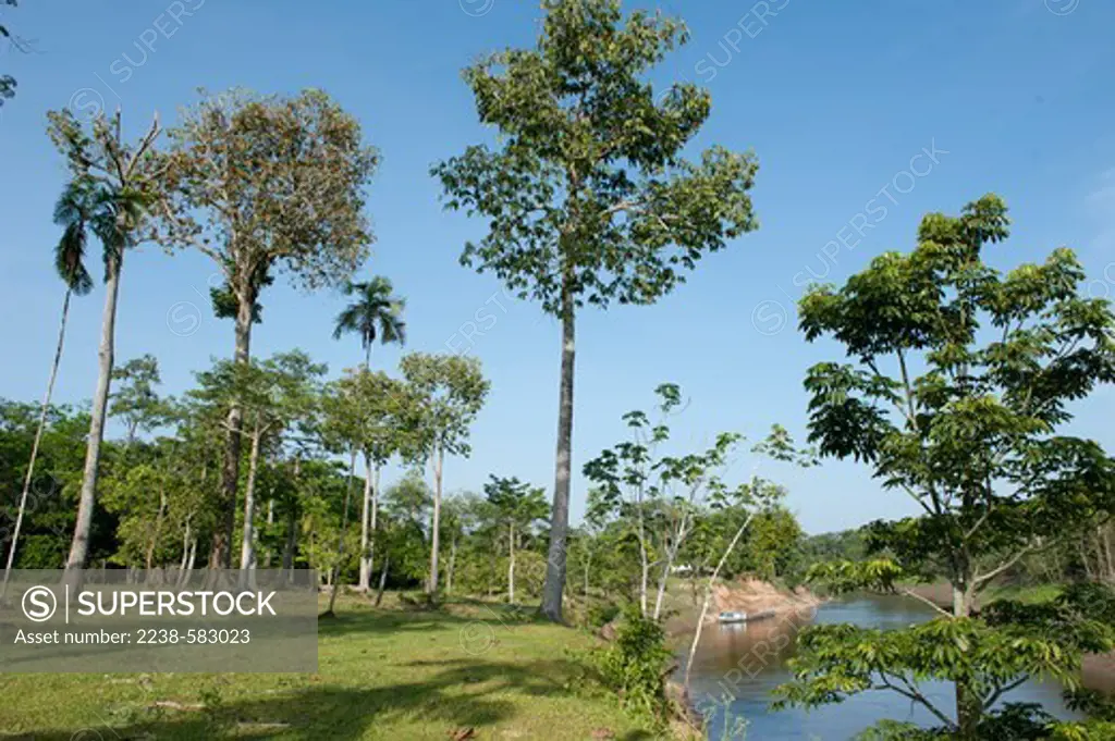 Bacabinha (Oenocarpus minor) planted on an upland bluff overlooking the floodplain of the Japura River. Planted rubber (Hevea brasiliensis) and Brazil nut (Bertholletia excelsa) trees. Bom Socorro, Parana Tambaqui, near Lago Amana, Amazonas, Brazil, 9-22-12