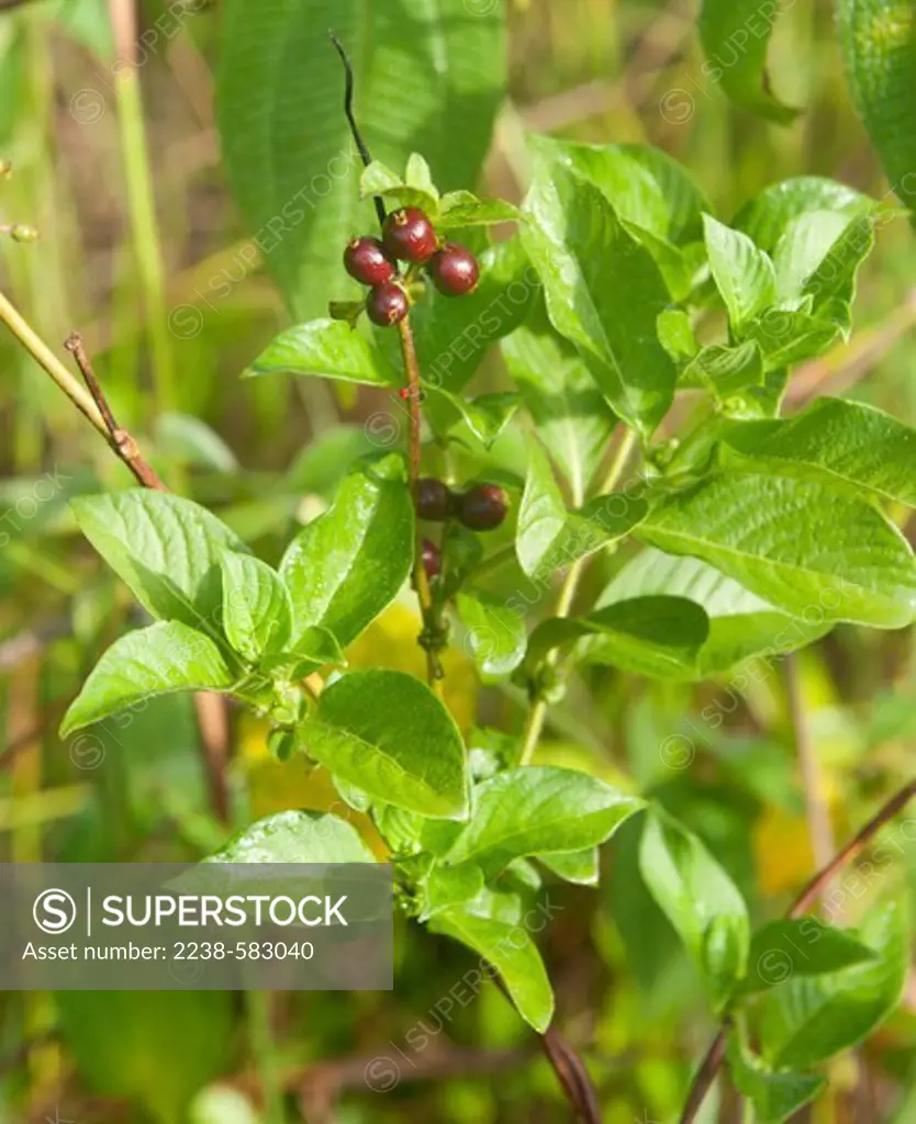 Buxixu (Sabicea villosa, Rubiaceae), dark red hairy fruits, round 1 cm diameter, fruits are spongy, eaten by children. Grows in early second growth. Seringalzinho, Rio Jau, Amazonas, Brazil, 10-3-12