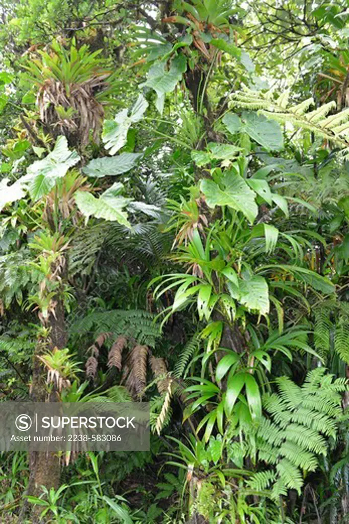Tropical montane forest with tree ferns and epiphytic aroids and bromeliads. Morne Trois Pitons National Park, Dominica 12-18-12