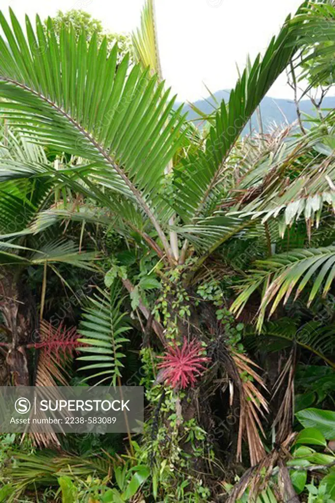 Tropical montane forest with mountain cabbage palm (Prestoea acuminata) in flower. Morne Trois Pitons National Park, Dominica 12-18-12