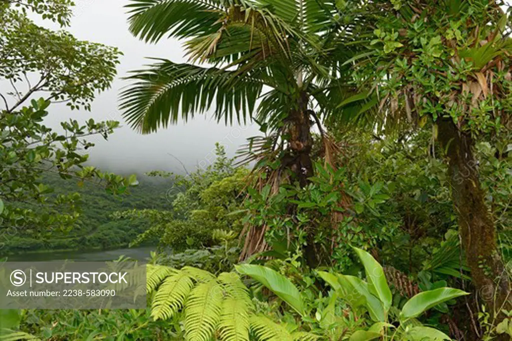 Tropical montane forest. Morne Trois Pitons National Park, Dominica 12-18-12