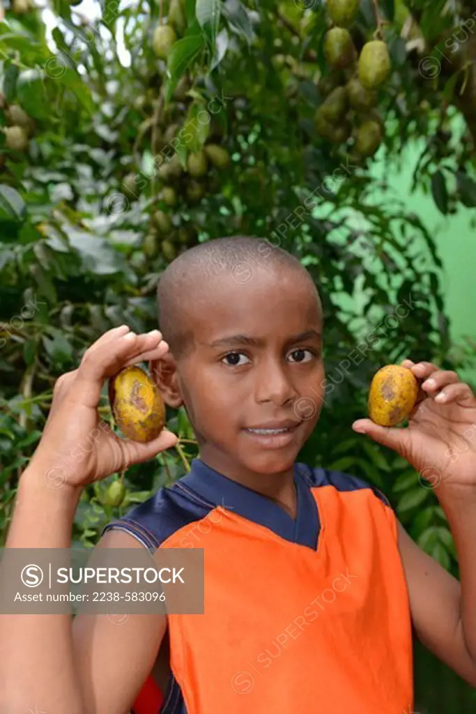 Golden apple (Spondias dulcis), known locally as pomme cité or pomme cythere, tree in home garden with fruit. Sam, 12 yrs, is a mix of Kalinago (Carib) and African ancestry. Grand Fond, near Castle Bruce, Dominica 12-19-12