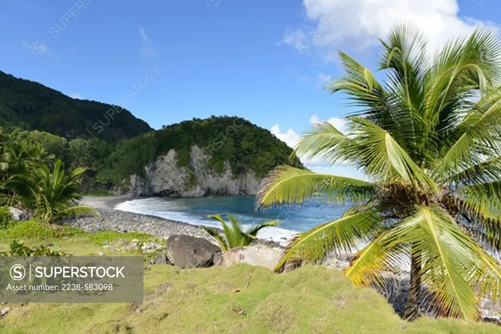 Atlantic Ocean and rocky beach with coconut (Cocos nucifera). Point Mulatre, Dominica 12-19-12