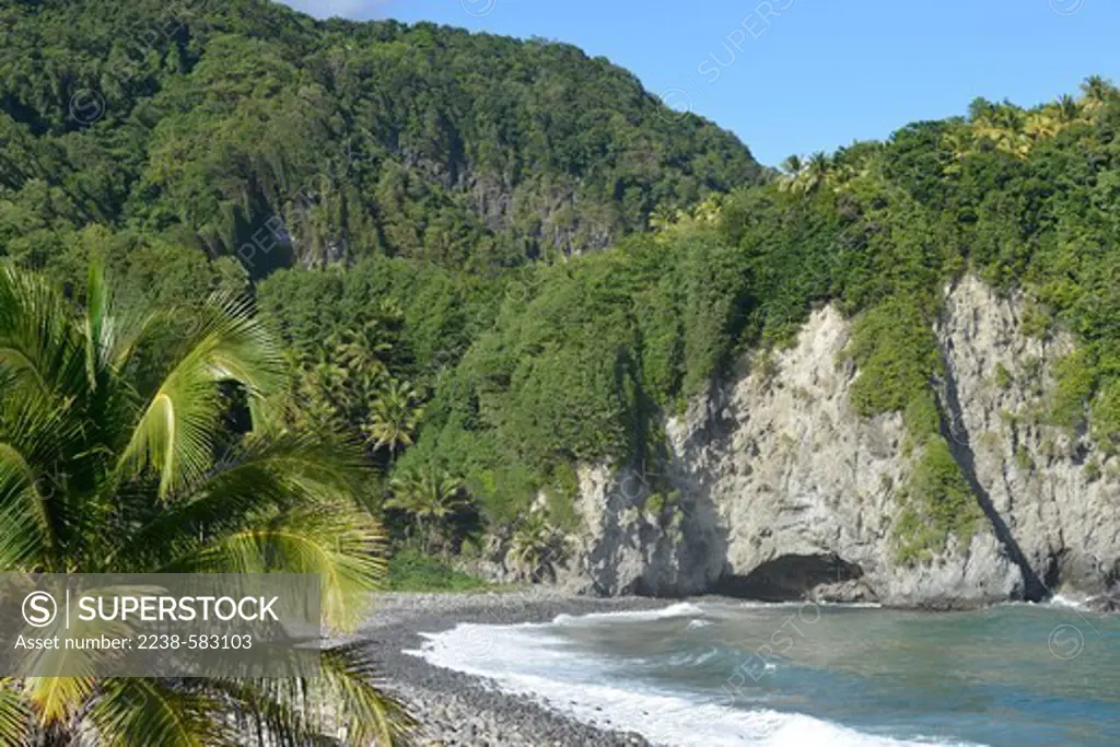 Atlantic Ocean and rocky beach with cave and coconut (Cocos nucifera). Point Mulatre, Dominica 12-19-12
