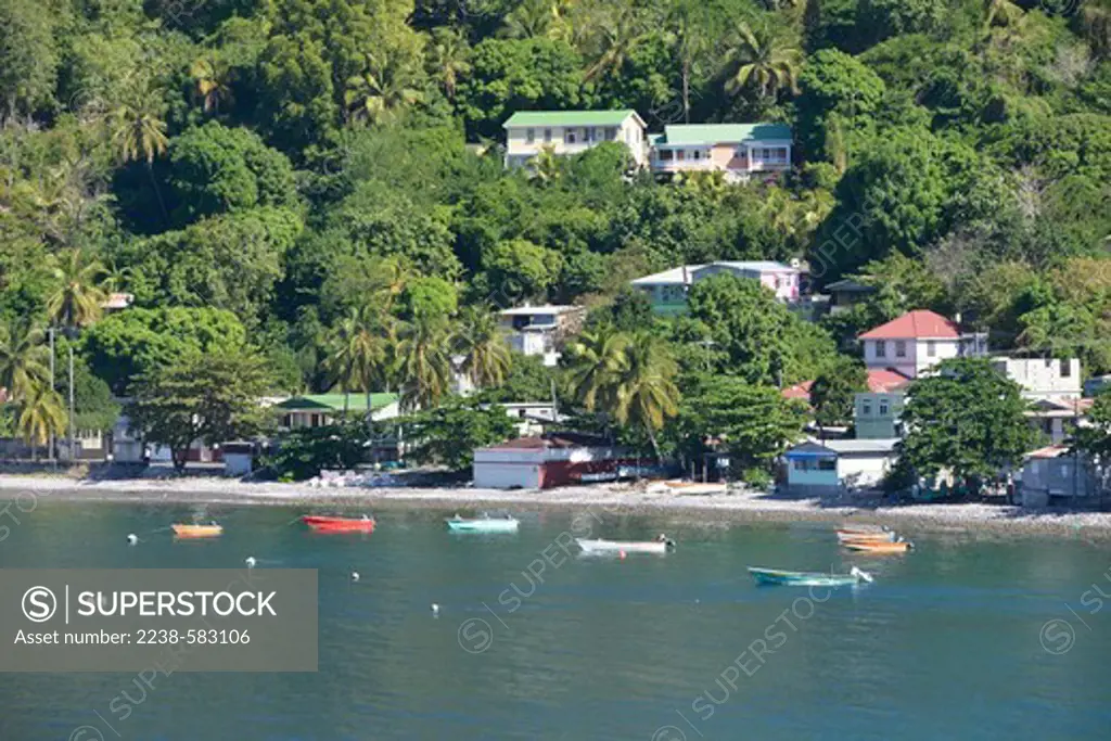 Fishing village. Coconut (Cocos nucifera). Scot's Head, Dominica 12-20-12