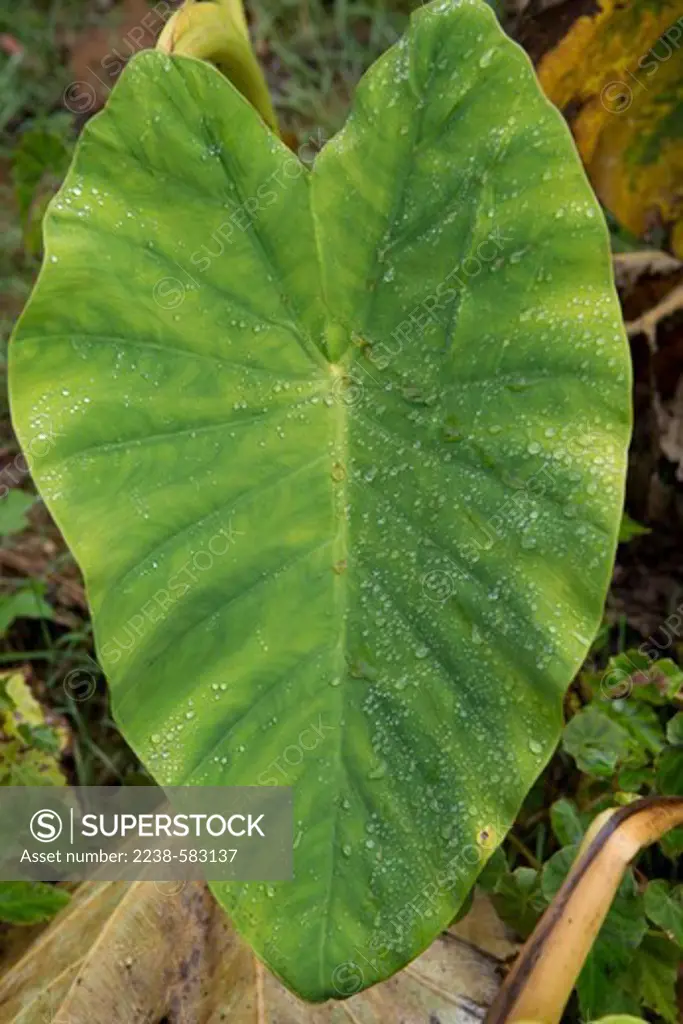 Taro (Colocasia esculenta), known locally as deapal, in partially cleared broad leaf forest. Berac, Parc National La Visite, Haiti, 3-6-13