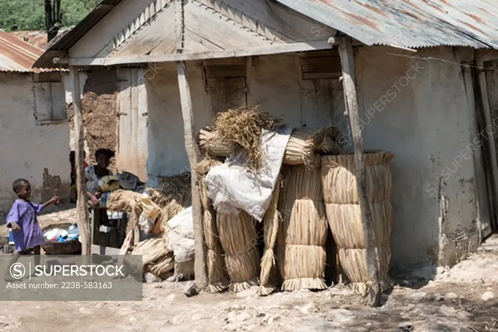 Cattail (Typha domingensis) mats, rolled up for sale. The cattail was gathered along shores of Trou Caiman lake and the mats were made at this village house. Trou Caiman, Cul de Sac plain, Haiti, 3-8-13