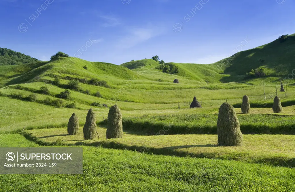 Heaps of hay in a grass field, Romania