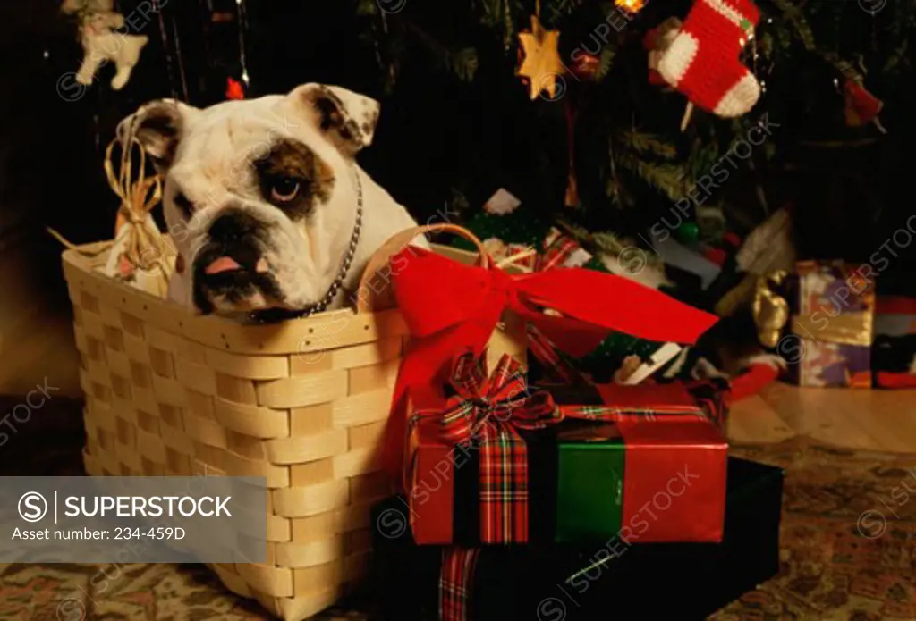 Bulldog in a wicker basket with Christmas presents beside it