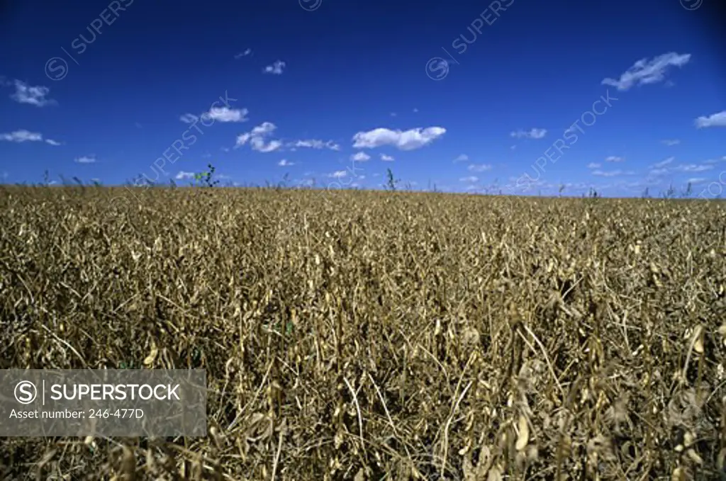 Soybean Field Riley County Kansas USA 
